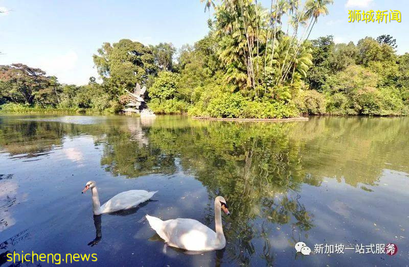 最美麗的自然風光: 新加坡植物園!