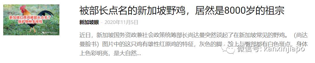 金文泰公鸡飞上3楼破窗而入,惨死居民屋内