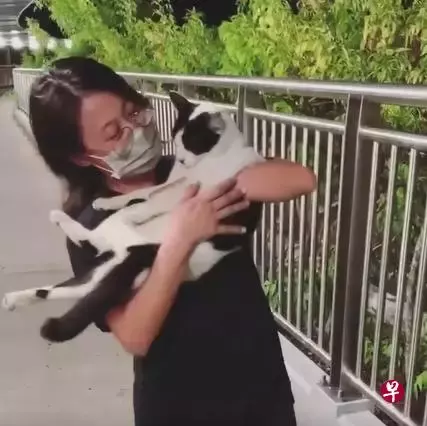 新加坡校园设“猫咖”公益组织      国大生救猫 安置新“家”