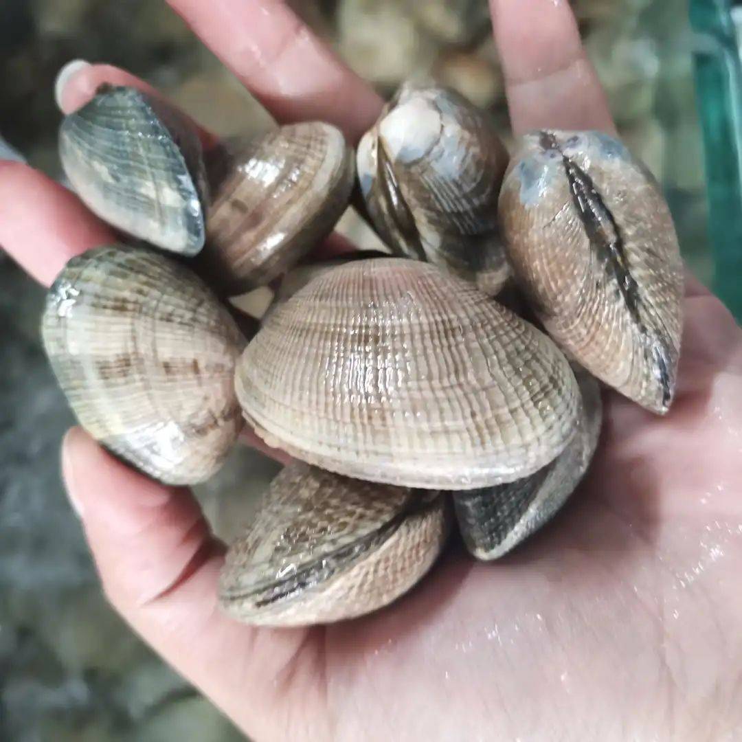 八鲜汇集,鲜闹新春 新加坡精选海鲜大优惠