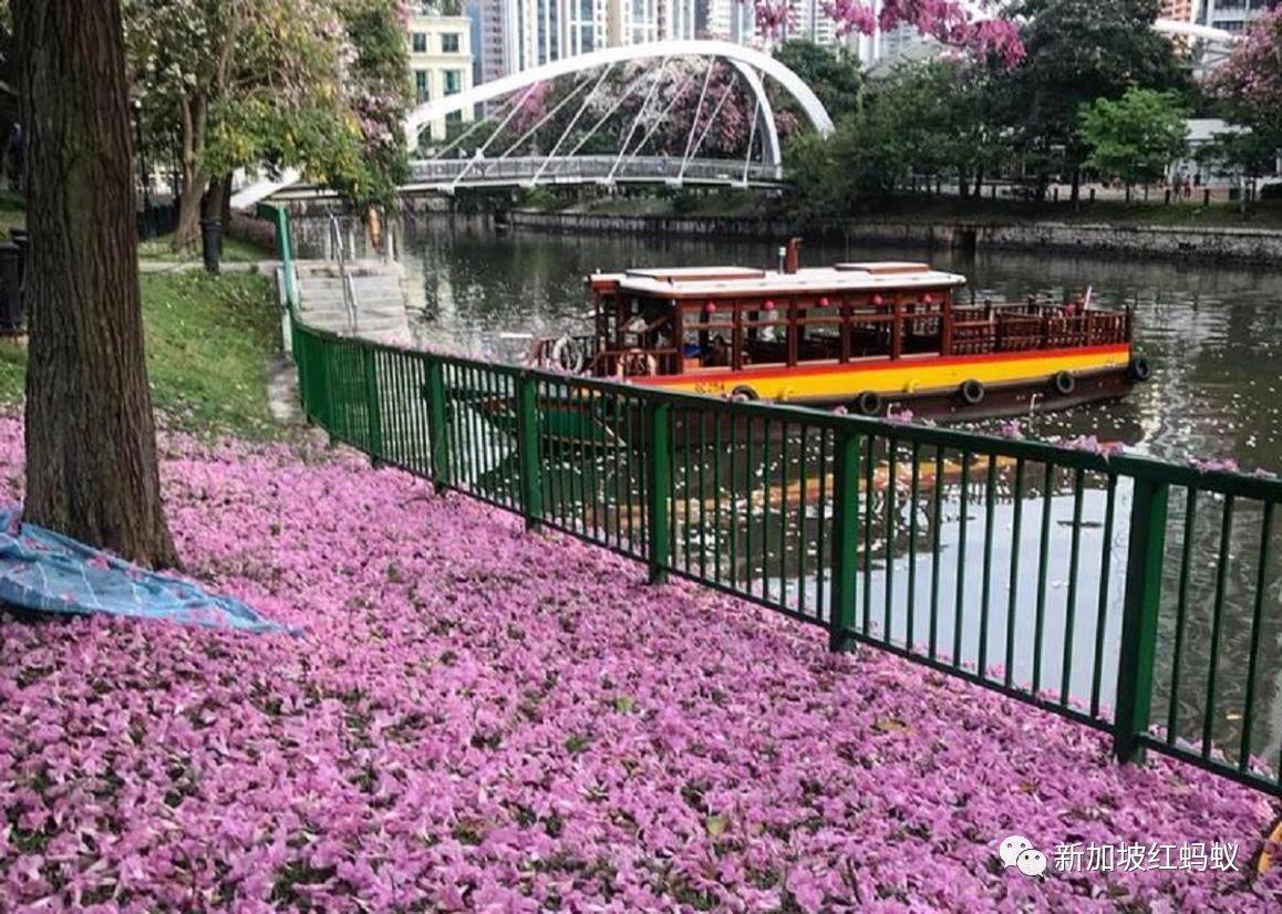 新加坡也有“櫻花”？看看當地領導們如何當起賞花向導