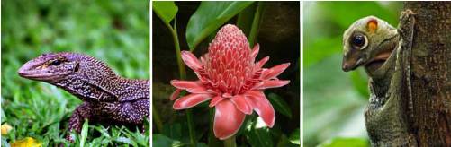 新加坡超火徒步路线!树梢吊桥、水映花树、长尾猴、松鼠、巨蜥,太美了