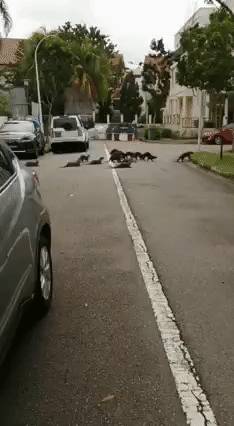 18只水獭豪游新加坡私宅区,门外与和狗狗“闲话家常”