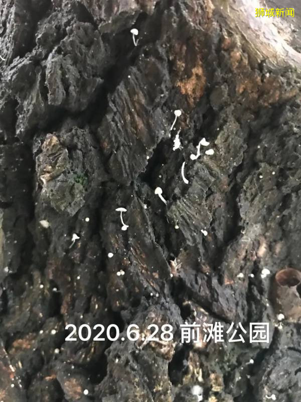新加坡大雨一直下,媽媽這個是啥蘑菇?能吃嗎?額