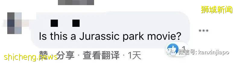 新加坡公园惊现三只大蜥蜴撕咬蟒蛇!“这是侏罗纪公园吧?”