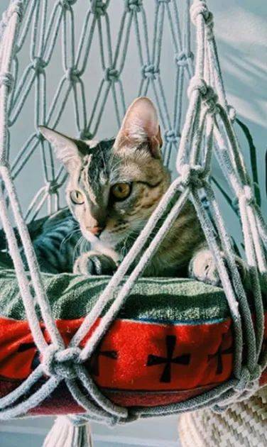 猫咪控的你,一定不能错过猫咪嘉年华