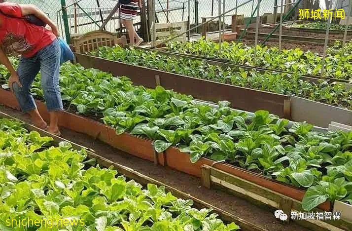 非法进口蔬果加工食品到新加坡?罚