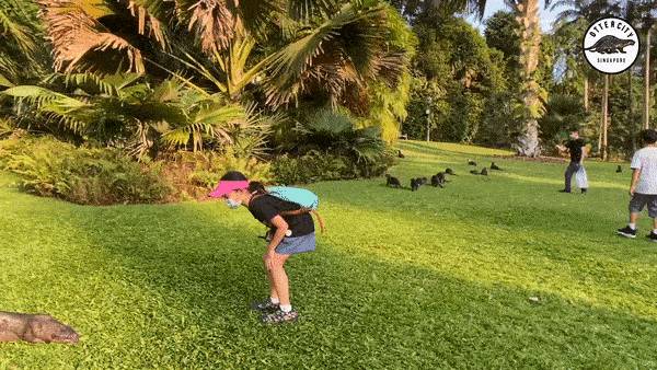 14只水獭在新加坡植物园被小孩们“追杀”,父母竟也加入战局