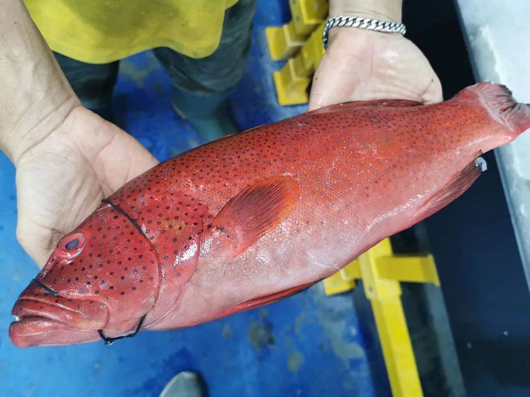 八鲜汇集,鲜闹新春 新加坡精选海鲜大优惠