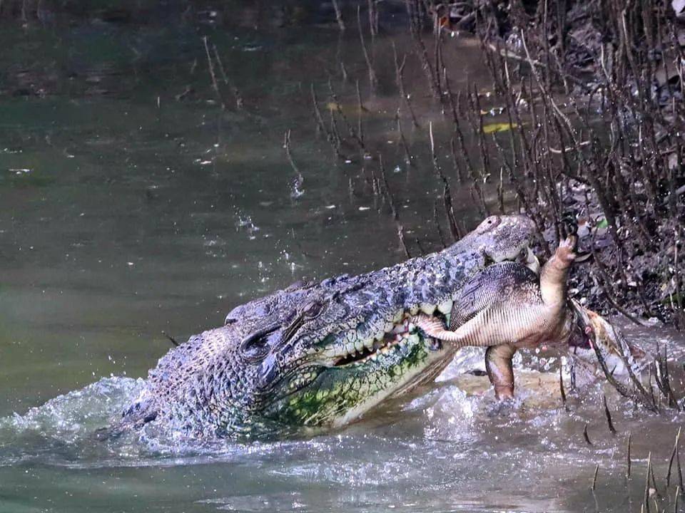 上周末!新加坡鳄鱼生吞大蜥蜴,水獭横穿乌节路
