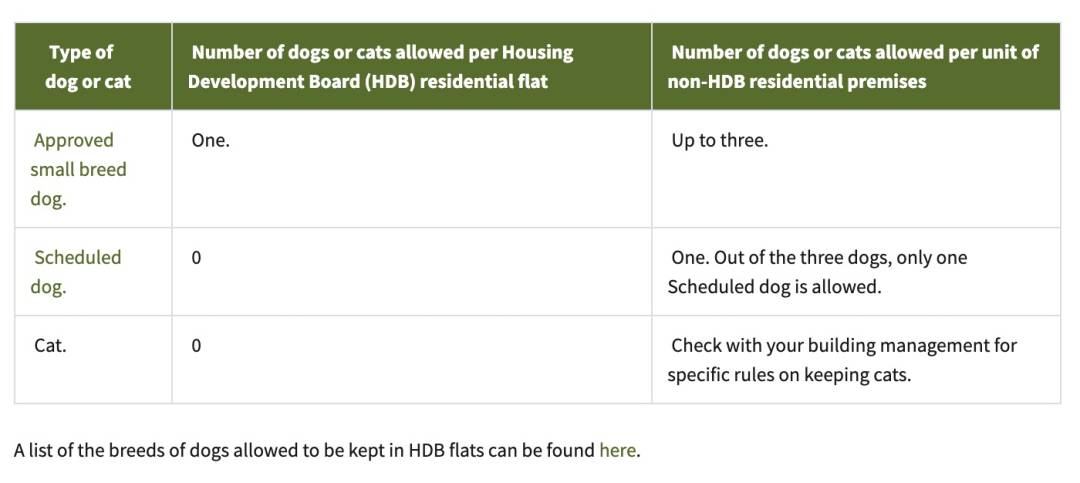 带宠物入境新加坡最全攻略,让‘毛孩子’漂洋过海来陪你,必须收藏