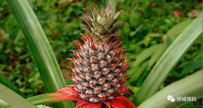 新加坡最大最好逛的花市,1000+花卉,新年必入好运连连