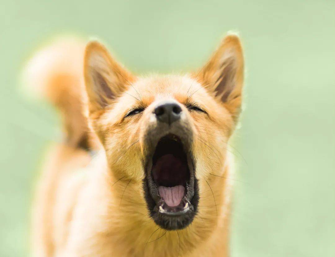 新加坡这家人后院进巨蟒,一口吞下宠物狗!主人惊呆了