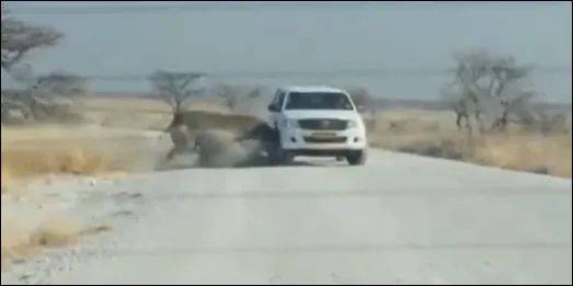 为了火,玩命了!新加坡小伙为拍短视频跳进犀牛圈里