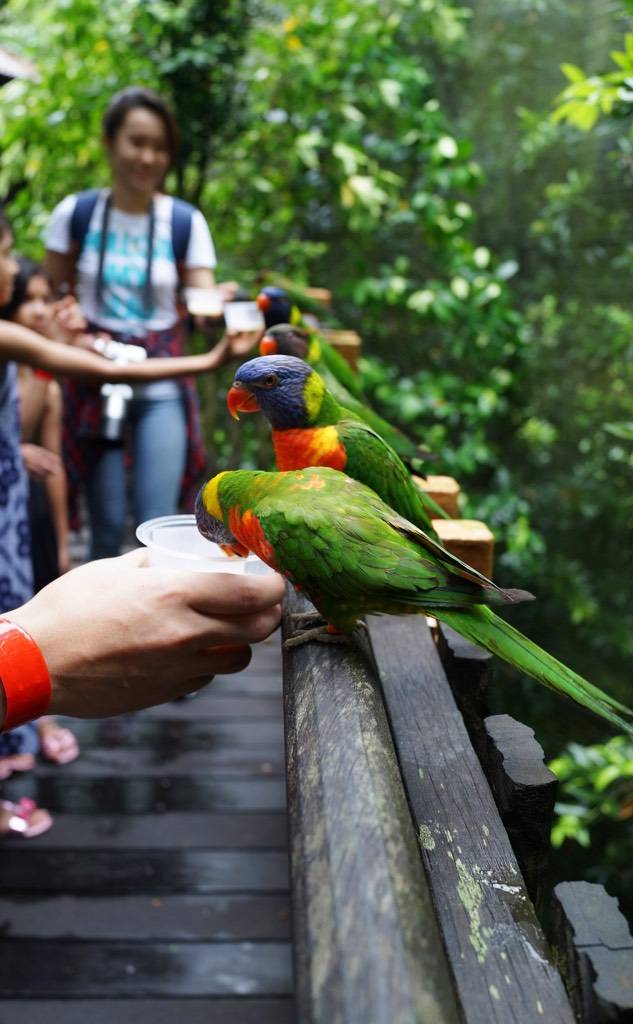 免費送票!帶倆娃嗨翻亞洲最大飛禽園,400多種5000多只鳥,一路驚喜不斷