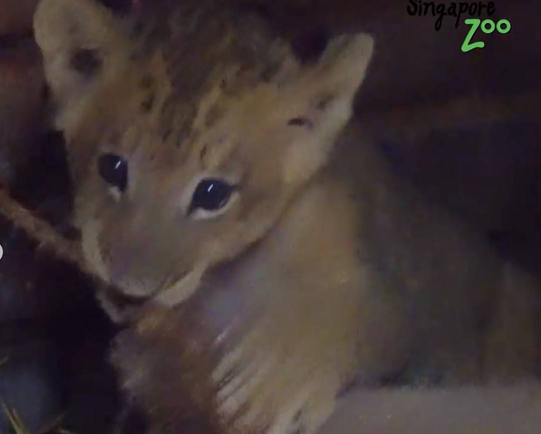 激萌！“獅子王”出生在新加坡動物園！網友：好想擁有一只