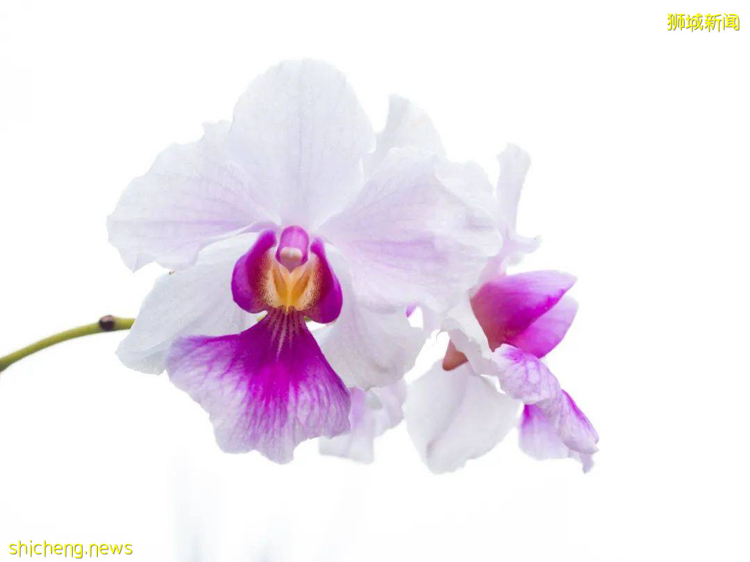 Singapore Flavor 獅城風情美馔