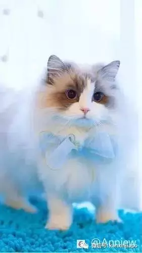 原来在新加坡养宠物有这么多冷知识