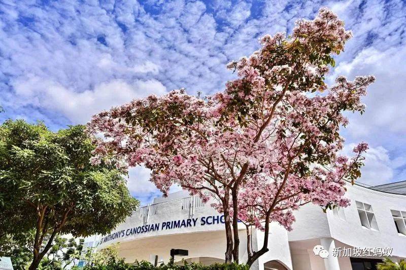 新加坡也有“櫻花”？看看當地領導們如何當起賞花向導