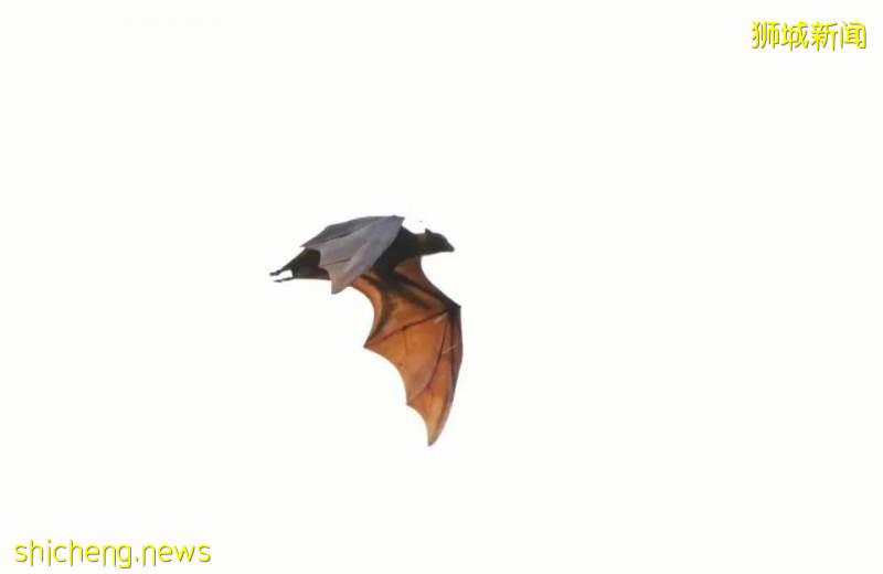 又“狂”又“野”的新加坡奇景!天氣多變,生態豐富!