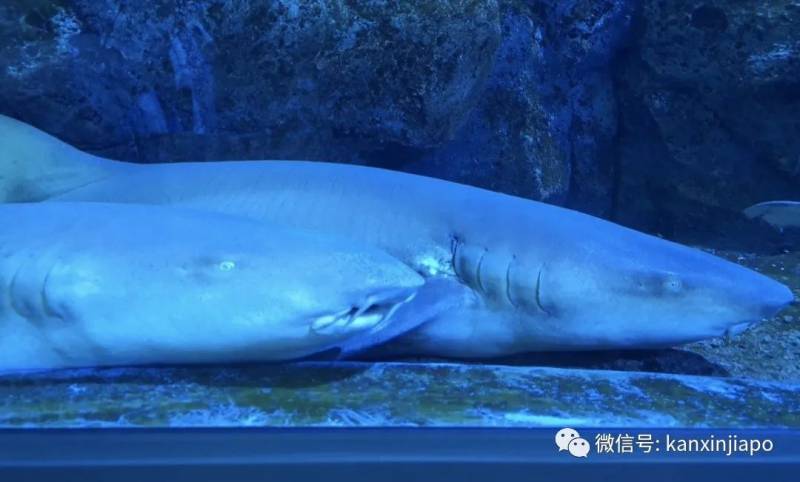 年末假期,教你如何在新加坡找“雪花”、小黃人和聖誕老公公