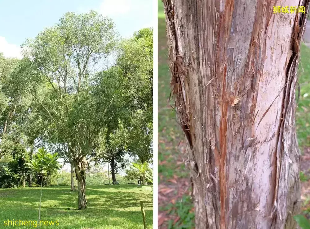 全民放假的哈芝節，領略不一樣的獅城