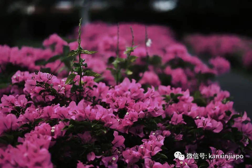 新加坡花季到，“樱花”颜值仙气爆表