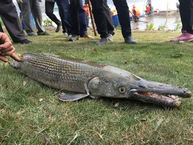 新加坡蓄水池出現恐怖形狀的怪物魚!怎麽來到新加坡的