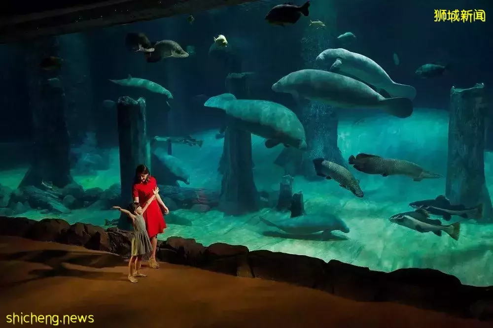 5月1日起入境新加坡可使用IATA通行證，新加坡親子遊攻略