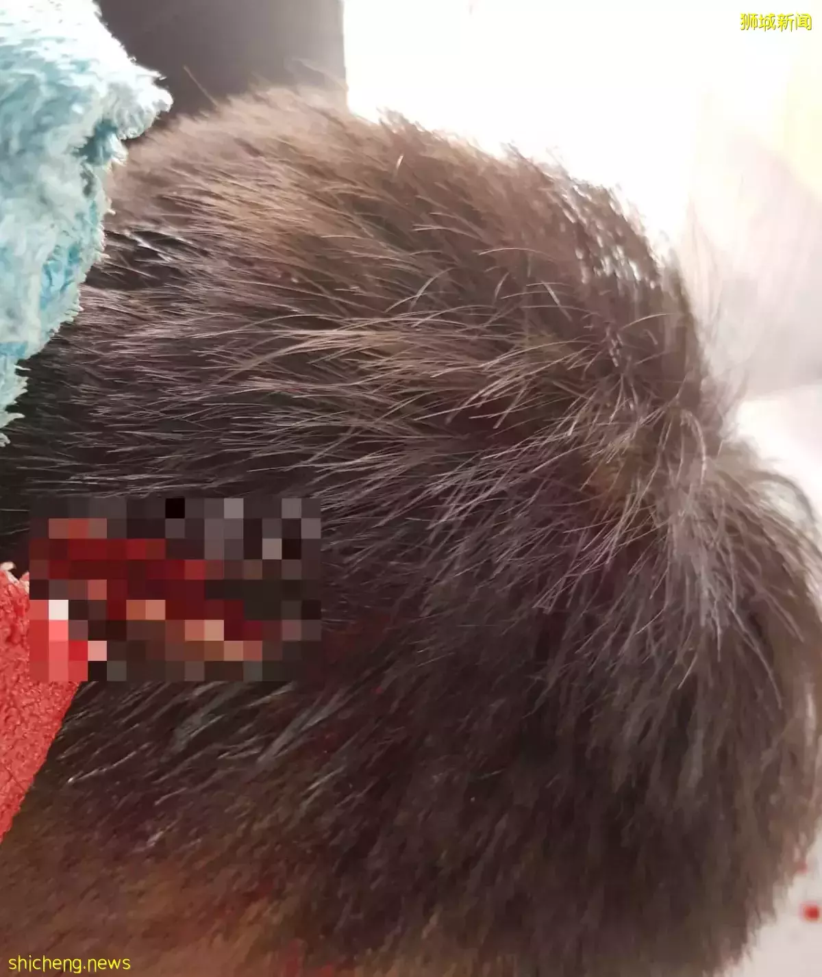 芽籠砍人案 目擊者：凶徒猛砍數刀就逃 受害者是乖男孩