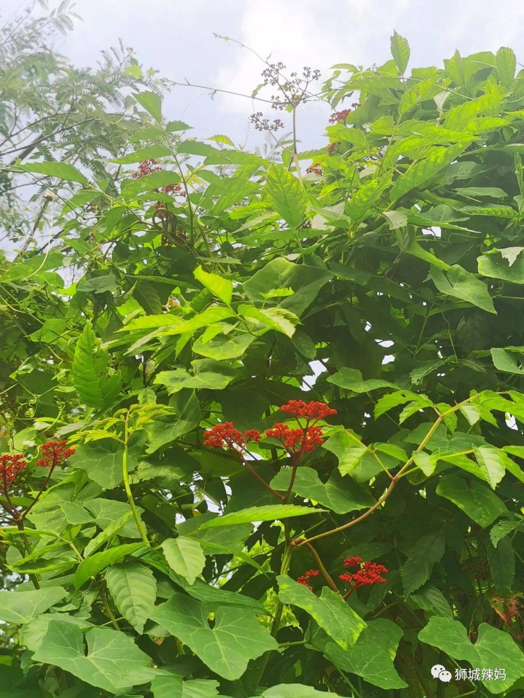 新加坡最好玩的海灘公園!趕海、騎馬、劃艇、樹籬迷宮、燒烤露營,超適合家庭出遊