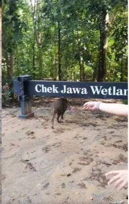 新加坡户外巧遇最滑稽野猪，绝对鬼畜