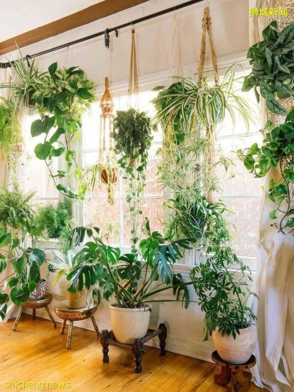 小清新的狮城绿植店，让你在家拥有一片自己的小森林