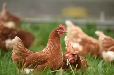 新加坡“雞肉荒”解決了!印尼進口10萬斤雞肉即將開賣