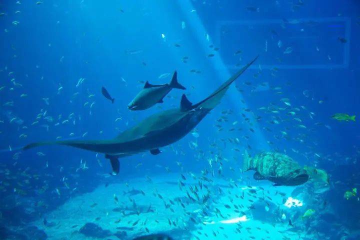 新加坡聖淘沙島實行預約制度,未預約不得入內,景區表示已接到超過九成的預約