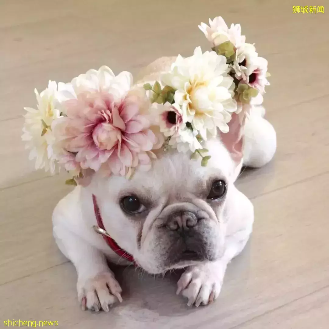 吸猫撸狗不是梦，5家新加坡宠物咖萌到犯规