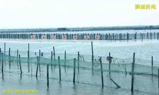 終終終于等到你！2021大閘蟹首登獅城，舌尖嘗鮮“六月黃”