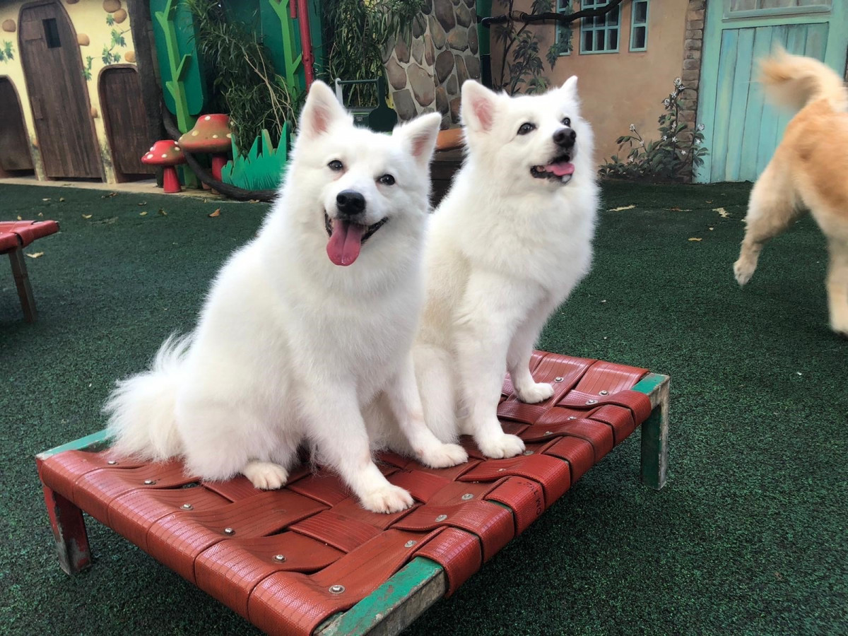 環保又實用！民防部隊贈舊消防水帶給動物園 被制成坐墊和玩具