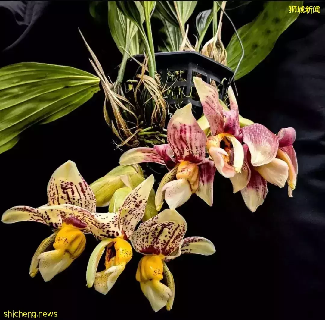 学生假期限时免费!超过5000+品种,带娃去看新加坡的国花