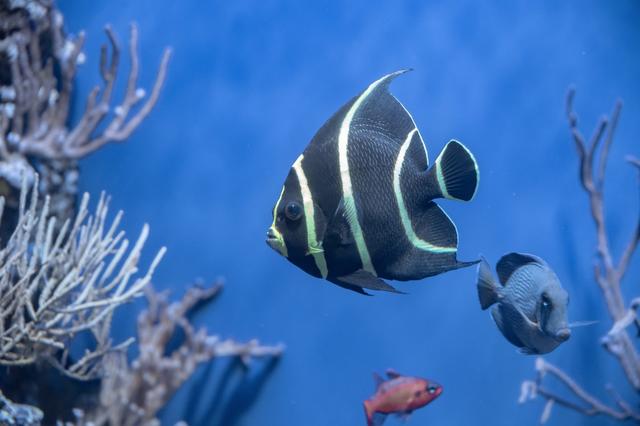 新加坡10天深度自由行，感受世界最嚴法律下的四大種族交融之地3