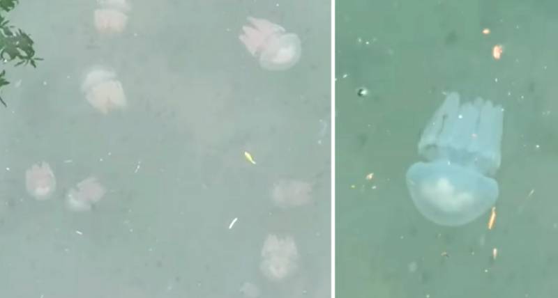 有毒水母泛滥新加坡海滩！圣淘沙禁止游泳，巴西立海边也有