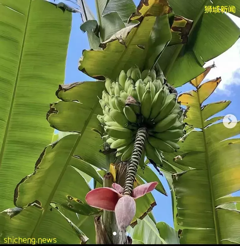 我勸你,千萬別來新加坡