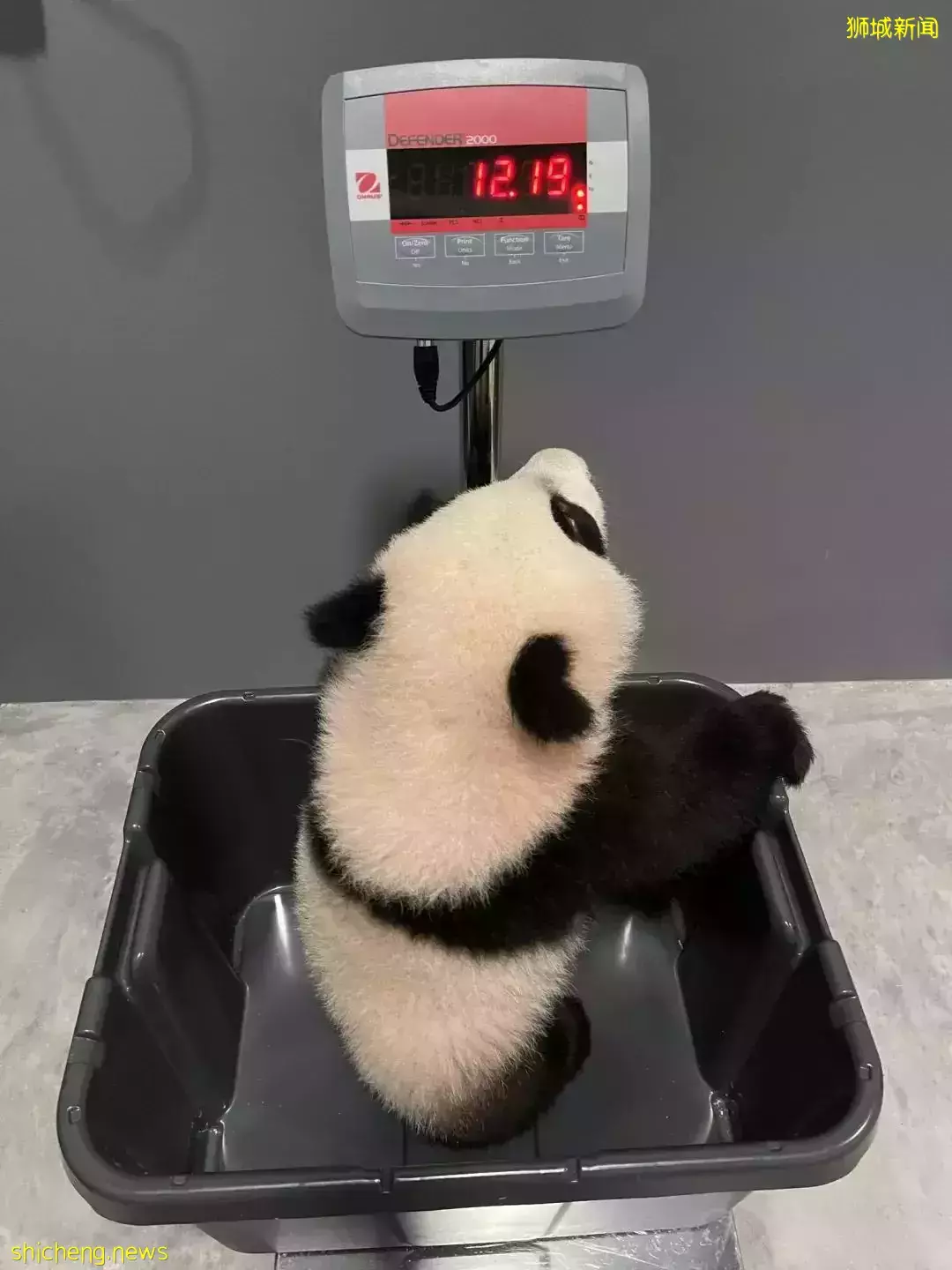 过年会吃多,跟着新加坡小熊了叻叻一起健身