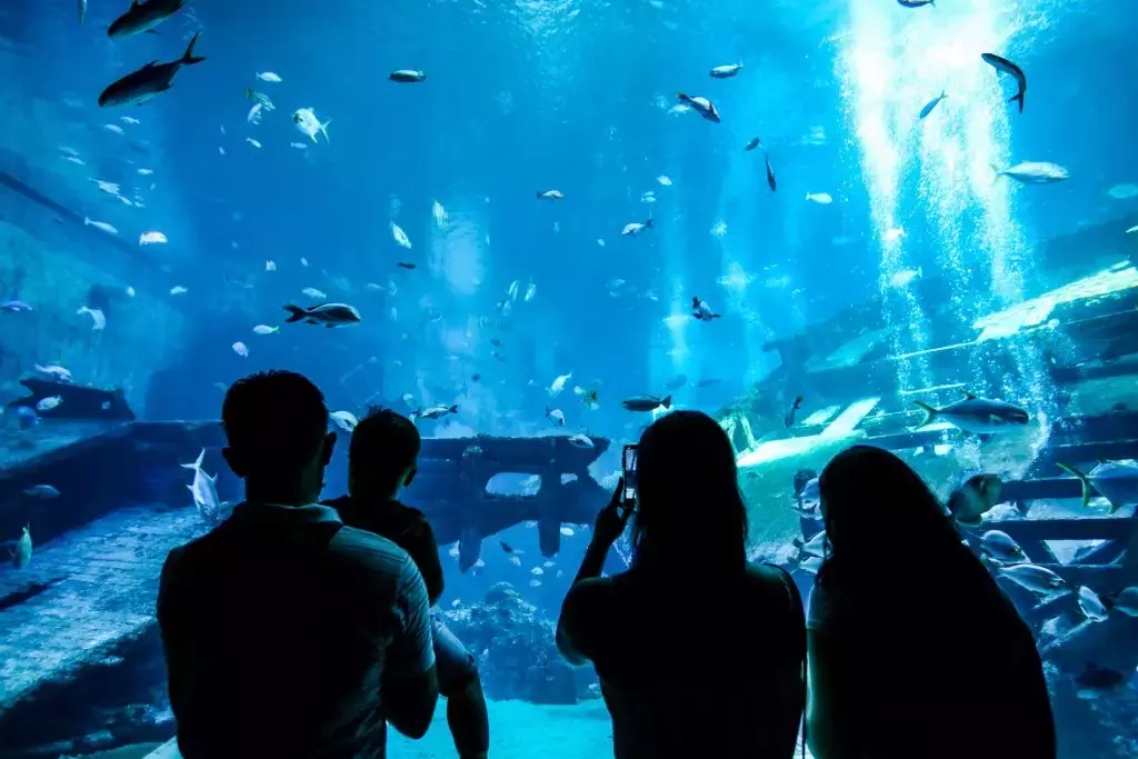 圣淘沙S.E.A.海洋馆将扩建,规模扩大至三倍!更名成为新加坡海洋馆,预计2024年底完工🌊