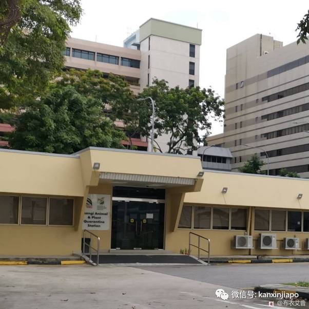 【攻略】人坐客舱、猫坐货舱,同架班机从中国入境新加坡