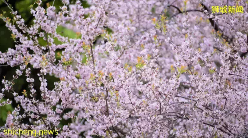 新加坡全島各地現“新加坡櫻花”景象！多種櫻花讓你一飽眼福