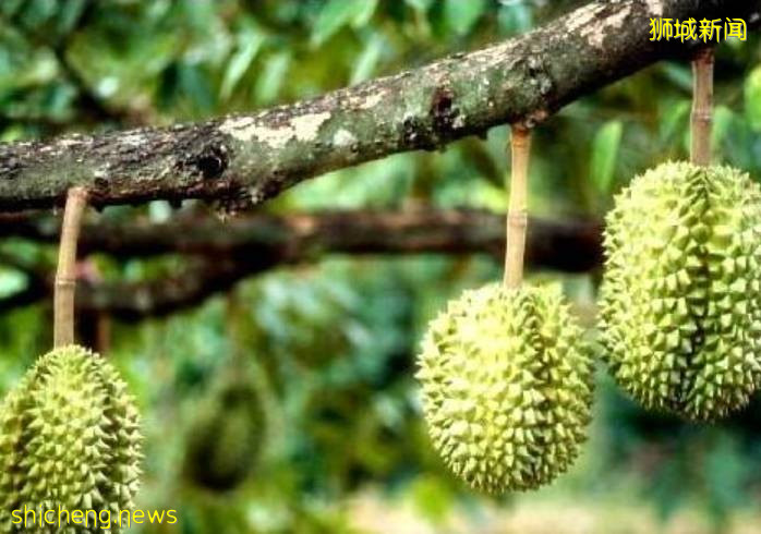 掉地上的榴梿不能捡!罚款最高可达5万元