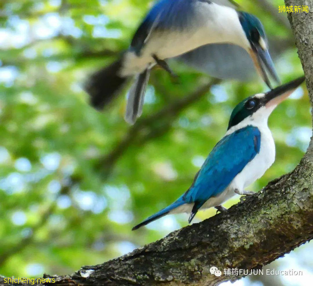 跟着小筠去游“新马”——新加坡吃喝玩乐(中篇)