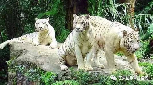 新加坡“親子娛樂”好去處盤點(1)