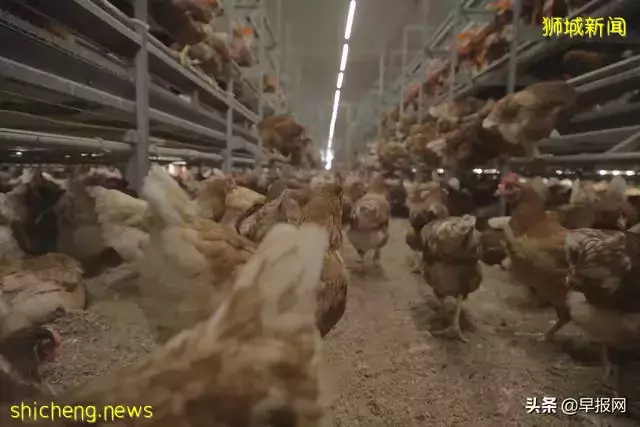 新加坡豪华养鸡场长啥样